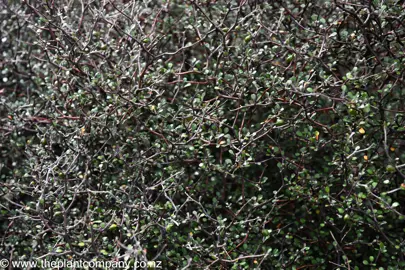 Corokia contoneaster with black stems and green leaves.