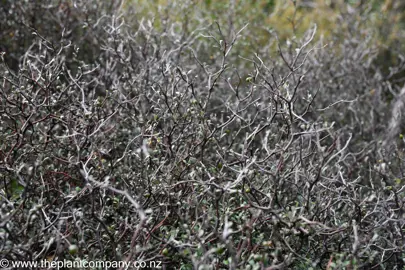 Corokia contoneaster with grey and black stems.