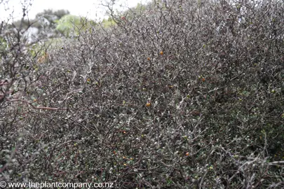 Corokia contoneaster shrub with dense grey and black stems.