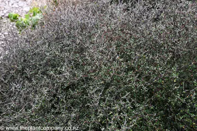 Corokia contoneaster shrub.