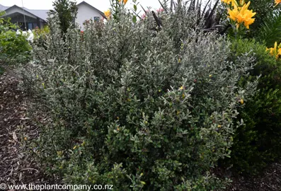 Corokia Frosted Chocolate growing in a garden with small, green and brown foliage.
