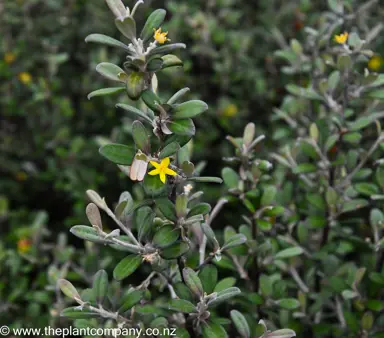 Closeup of Corokia Frosted Chocolate growing in a garden with small, green and brown foliage.