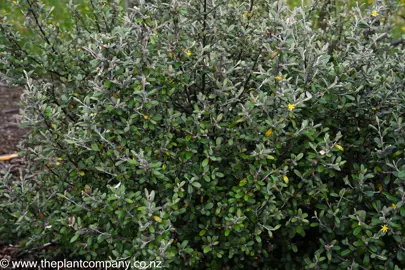 Corokia Frosted Chocolate foliage as it grows in a garden.