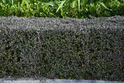 Corokia 'Frosted Chocolate' hedge with small, chocolate-brown coloured leaves.