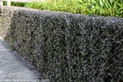 A nicely trimmed Corokia 'Frosted Chocolate' hedge.