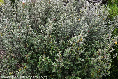 Corokia Frosted Chocolate showcasing its lush green and brown foliage.