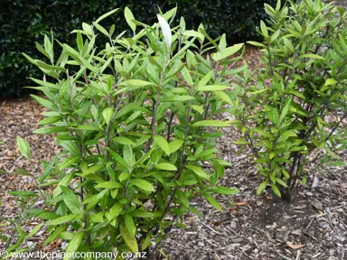 Corokia 'Geentys Giant' shrub with green foliage.