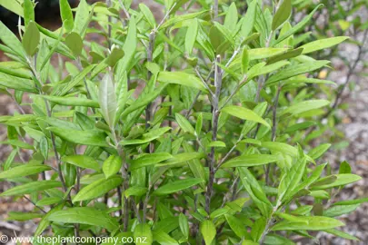 Corokia 'Geentys Giant' green leaves.