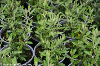 corokia-geentys-green--1