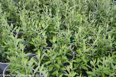 corokia-geentys-green--3