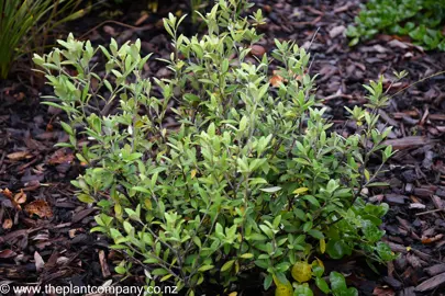 A Corokia 'Geenty's Green' plant with fresh-green foliage in a garden.