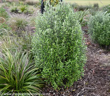 A Corokia 'Geenty's Green' plant in a NZ native garden.