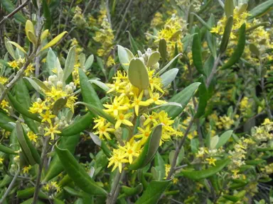 corokia-macrocarpa-