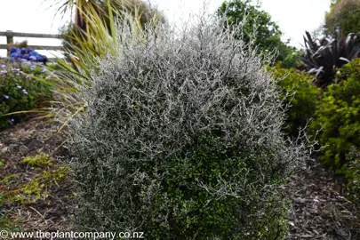 Corokia Silver Ghost plant in a garden with silver foliage.