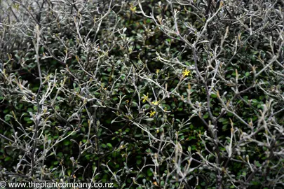 Corokia Silver Ghost with silver and green foliage and yellow flowers.