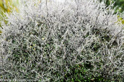 Corokia Silver Ghost plant with silver foliage.