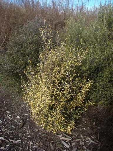 Corokia 'Yellow Wonder' shrub in a garden.