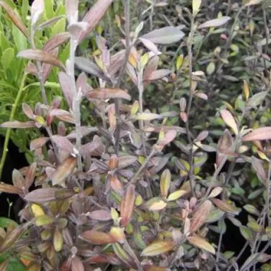 corokia-bronze-king-1