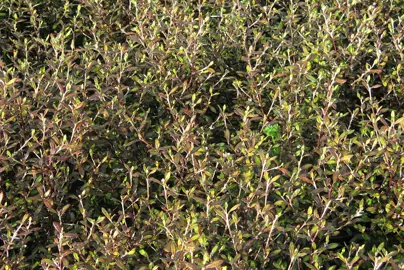 corokia-bronze-king-2