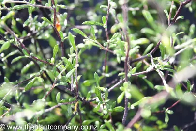 corokia-little-prince-3