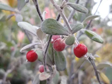 corokia-red-wonder-