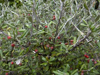 corokia-red-wonder-4