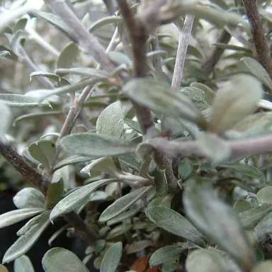 corokia-geentys-ghost-1