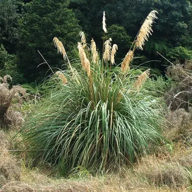 cortaderia-fulvida-