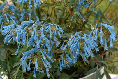 corydalis-porcelain-blue-2