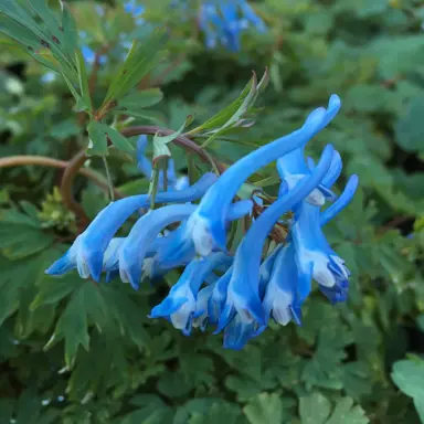 corydalis-porcelain-blue-3