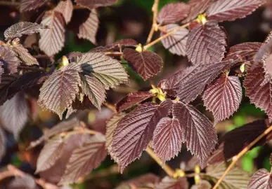 corylus-maxima-purpurea--1