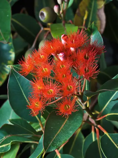 corymbia-ficifolia-