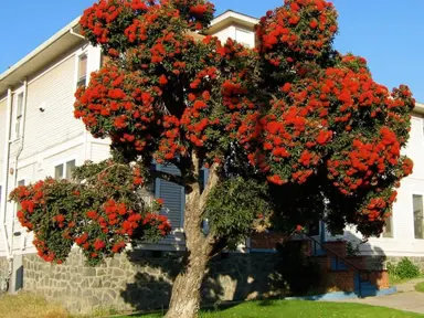 corymbia-ficifolia-1