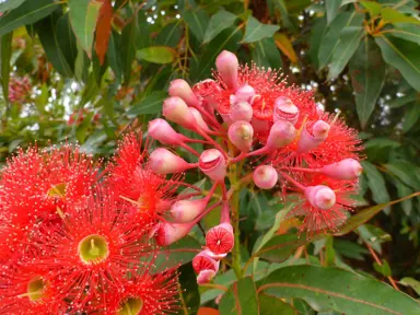 corymbia-ficifolia-3