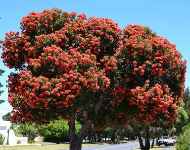 corymbia-ficifolia-4