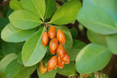 corynocarpus-laevigatus-