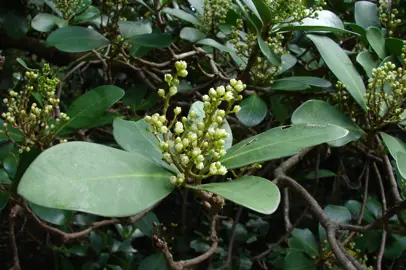 corynocarpus-laevigatus-2