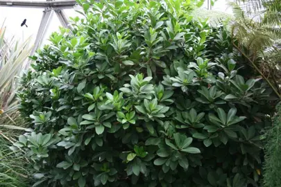 corynocarpus-laevigatus-4