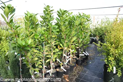corynocarpus-laevigatus-5