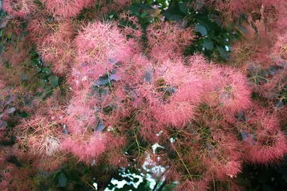 Cotinus coggygria (Smoke Bush) pink flowers and green foliage.