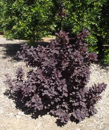 cotinus-purpureus-1