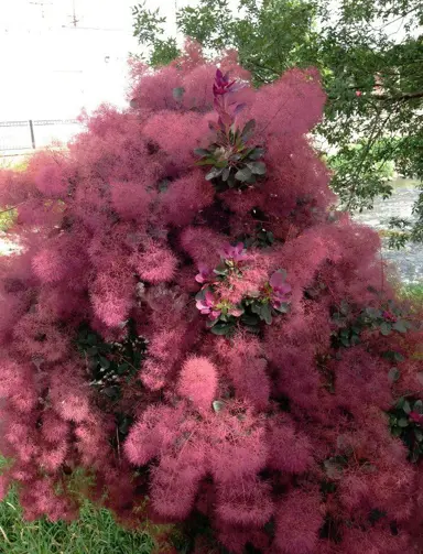 cotinus-purpureus-7