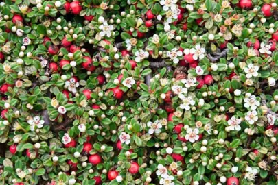 cotoneaster-dammeri-