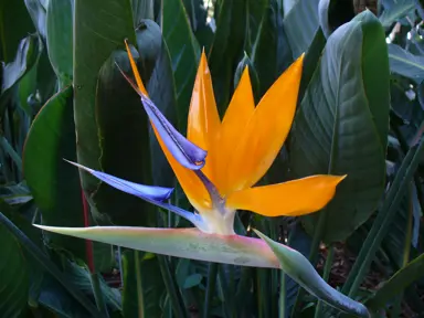 strelitzia-reginae--1