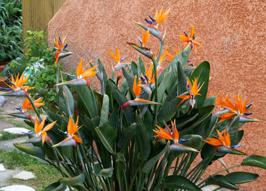 strelitzia-reginae--2