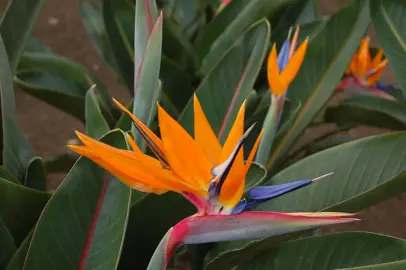 strelitzia-reginae--3