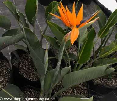 strelitzia-reginae-