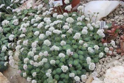 Crassula montana plant with small, succulent leaves and white flowers.
