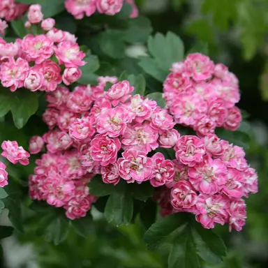 crataegus-rosea-flore-pleno-