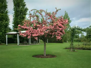 crataegus-rosea-flore-pleno-2